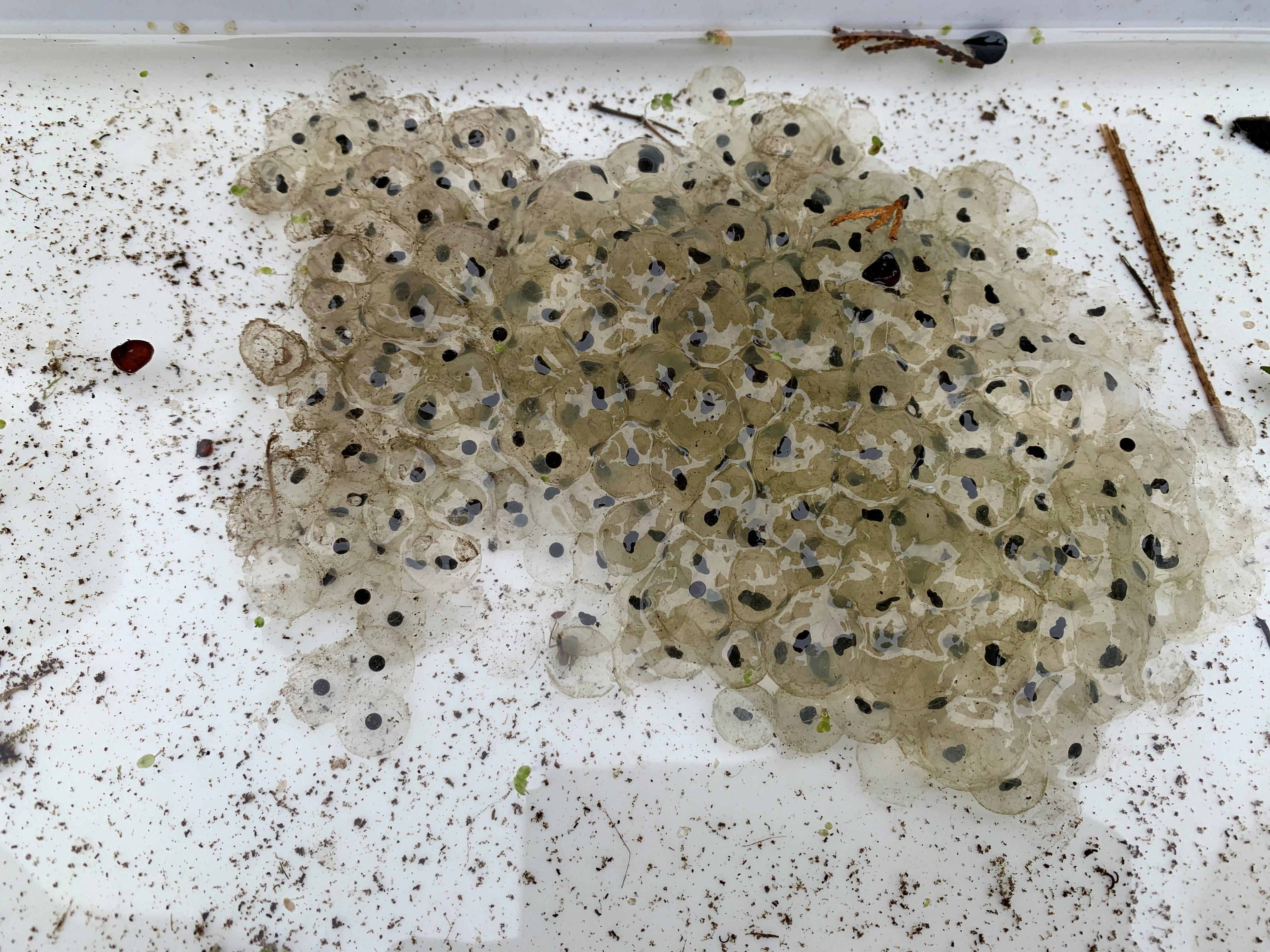 Frog Spawn