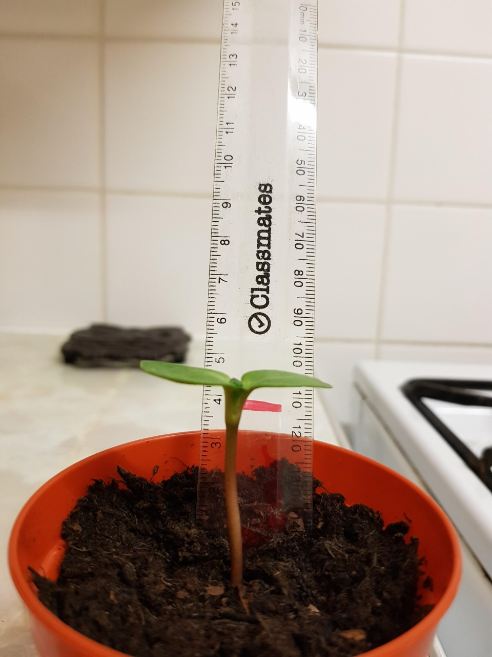 How tall is your sunflower?