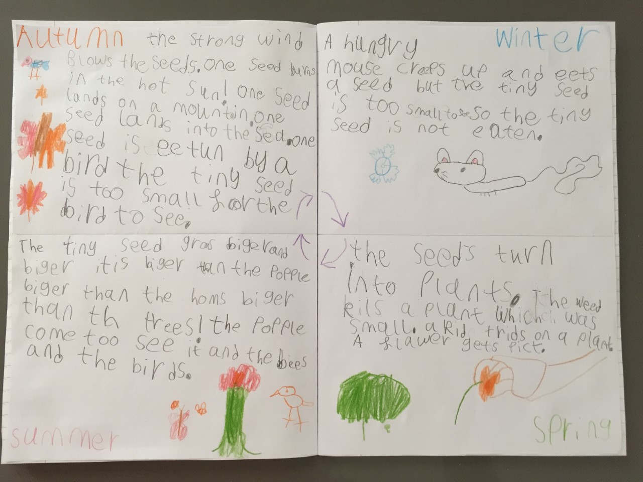 The tiny seed through the seasons.