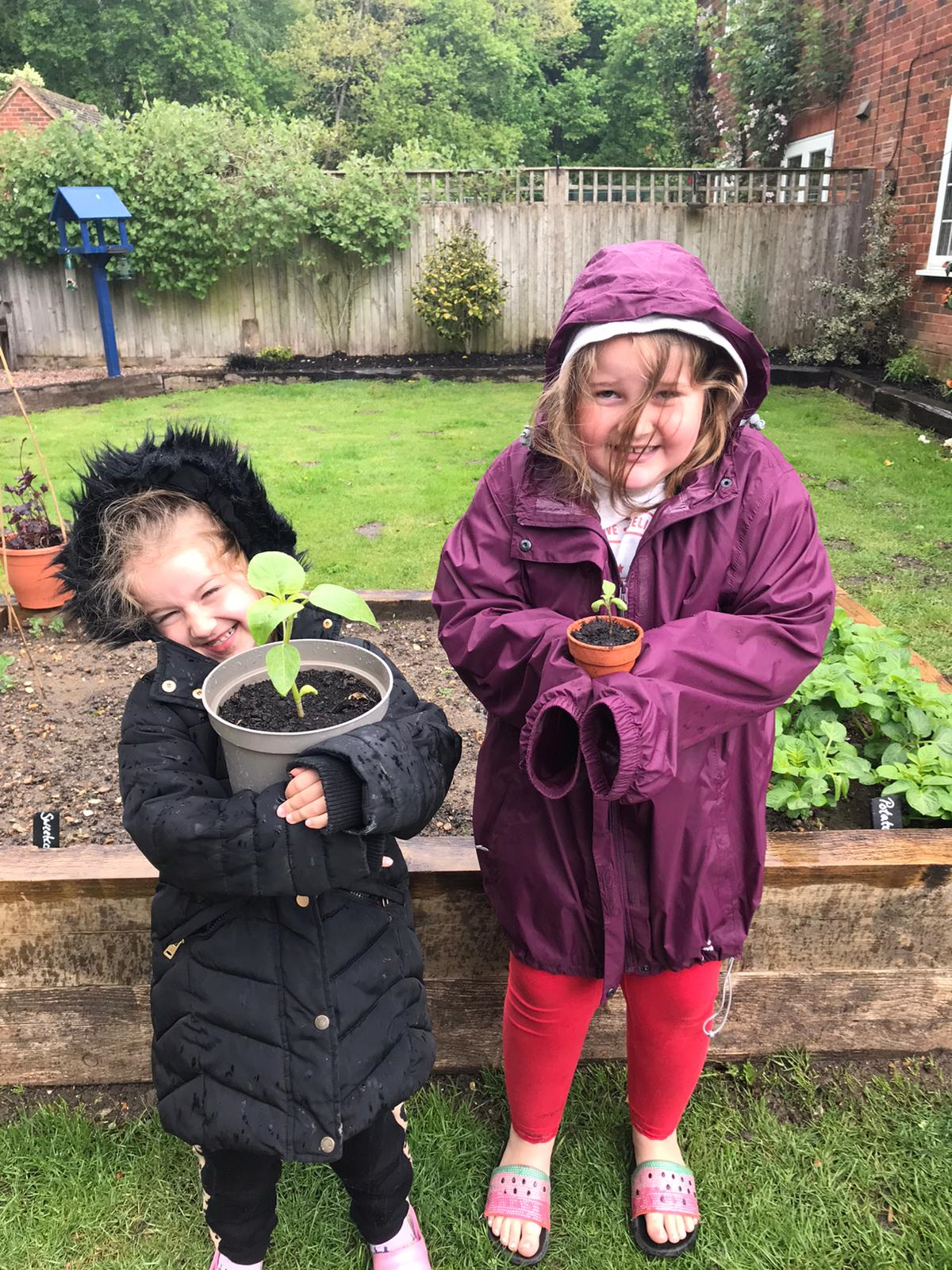 Keep checking your sunflower! Is this the tallest?